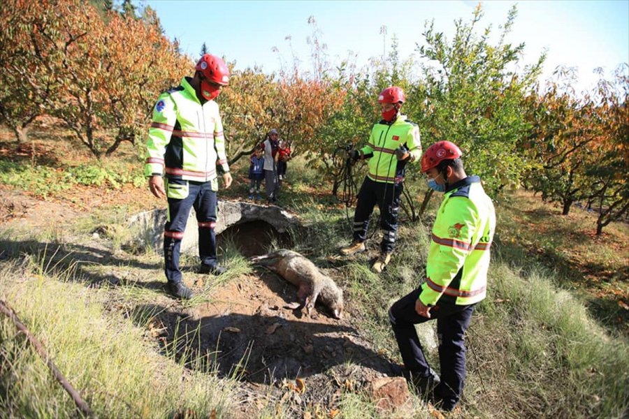 Mersin'de Su Kuyusuna Düşen Domuz Telef Oldu