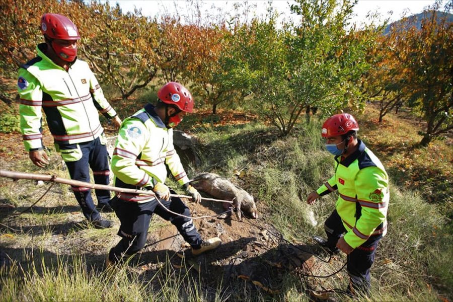 Mersin'de Su Kuyusuna Düşen Domuz Telef Oldu