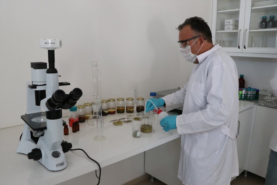 Aromatik Bitki Yağlarının Etken Maddesinden Takviye Edici Gıda Üretildi