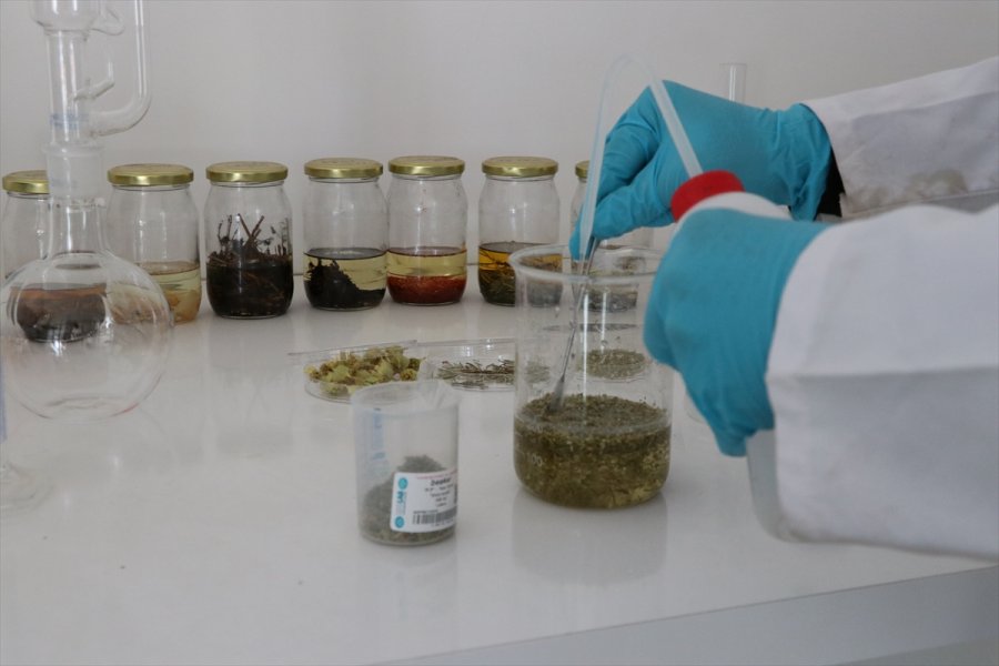 Aromatik Bitki Yağlarının Etken Maddesinden Takviye Edici Gıda Üretildi