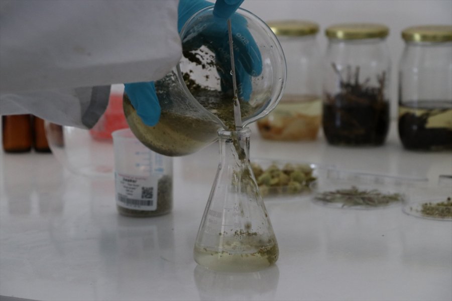 Aromatik Bitki Yağlarının Etken Maddesinden Takviye Edici Gıda Üretildi