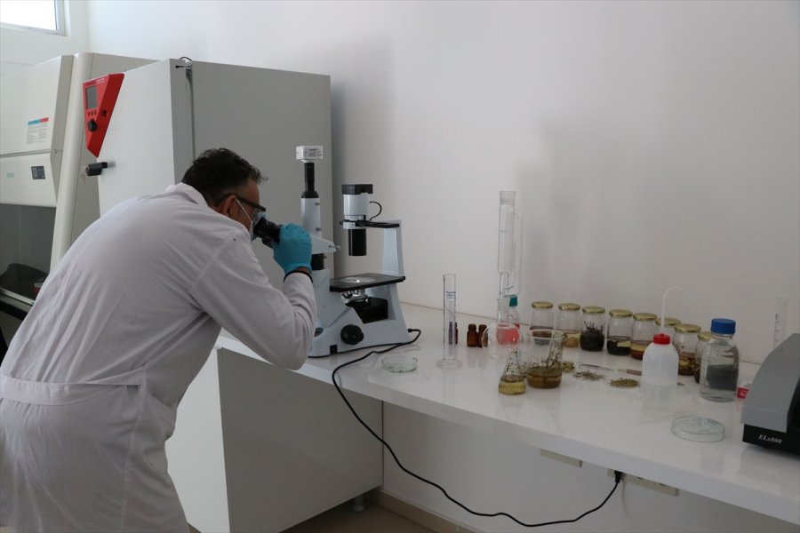 Aromatik Bitki Yağlarının Etken Maddesinden Takviye Edici Gıda Üretildi