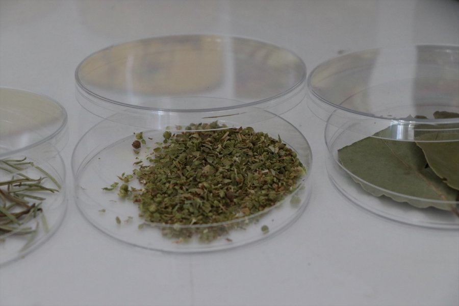 Aromatik Bitki Yağlarının Etken Maddesinden Takviye Edici Gıda Üretildi