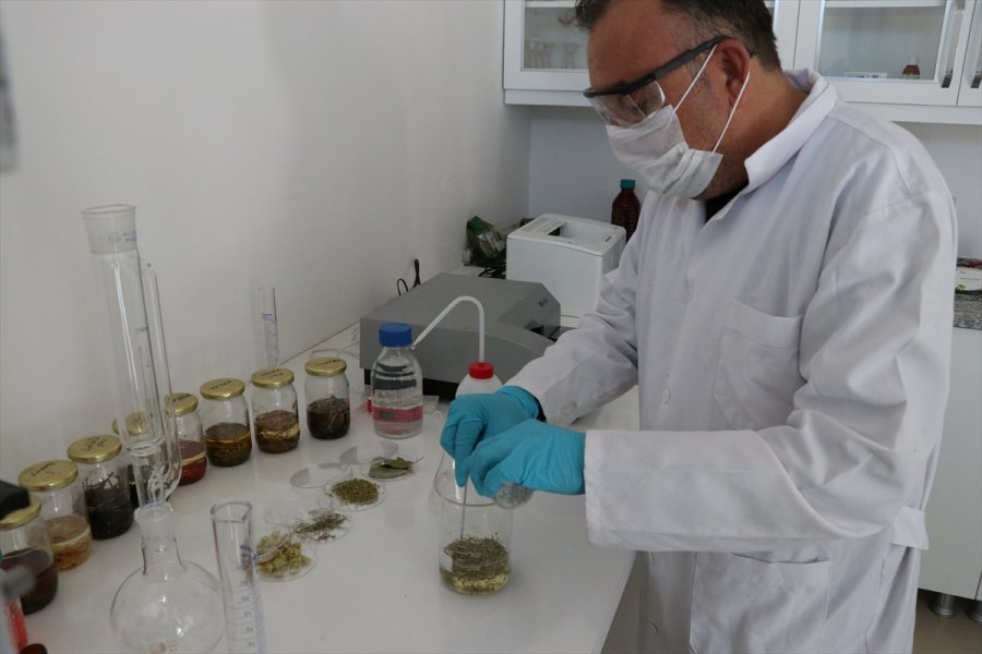 Aromatik Bitki Yağlarının Etken Maddesinden Takviye Edici Gıda Üretildi