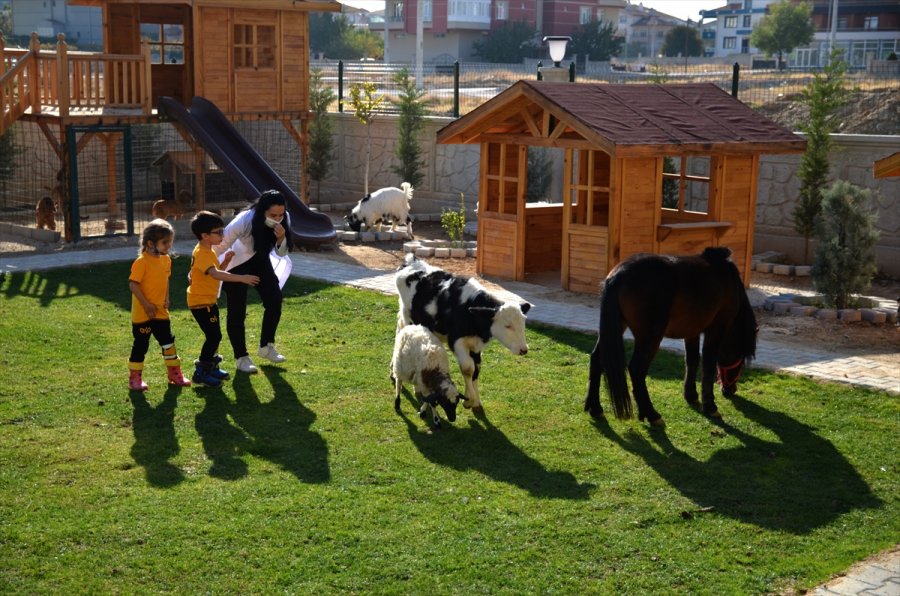 Konya'da Bir Anaokulunun Öğrencileri At, Ceylan Ve Kuzularla Eğitim Görüyor