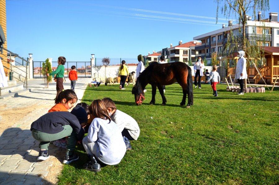 Konya'da Bir Anaokulunun Öğrencileri At, Ceylan Ve Kuzularla Eğitim Görüyor