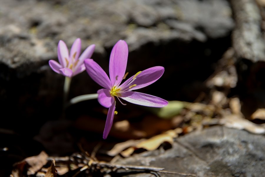 Koruma Altındaki Termessos Çiğdeminin Lokasyonu Gps Cihazlarıyla Belirleniyor