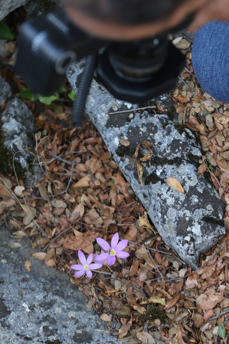 Koruma Altındaki Termessos Çiğdeminin Lokasyonu Gps Cihazlarıyla Belirleniyor