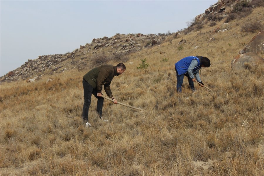 Karapınar'da Binlerce Meşe Palamudu Toprakla Buluşturuldu