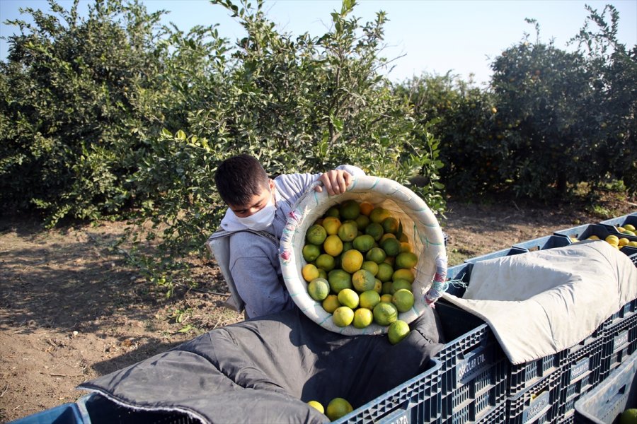Mandalinada 10 Ayda 174 Milyon Dolarlık İhracat