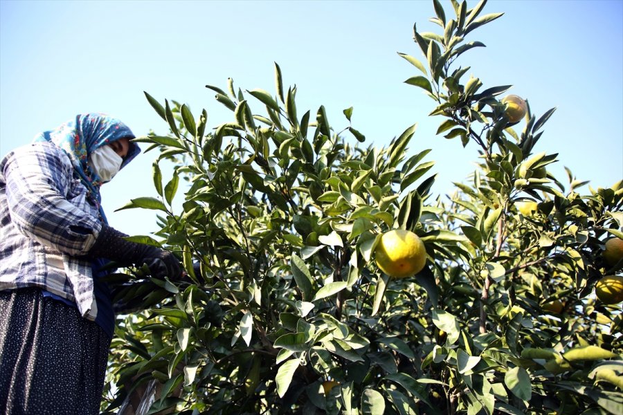 Mandalinada 10 Ayda 174 Milyon Dolarlık İhracat