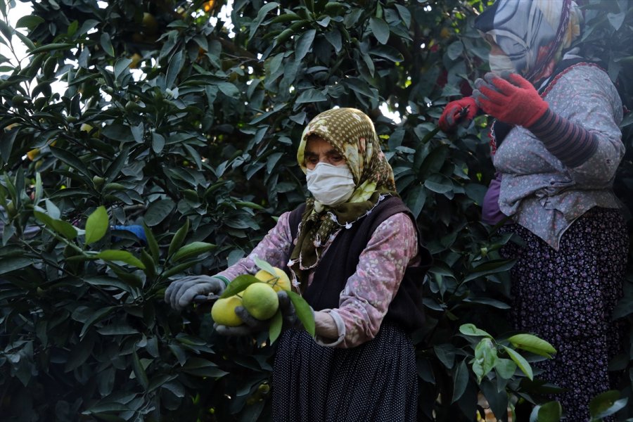 Mandalinada 10 Ayda 174 Milyon Dolarlık İhracat