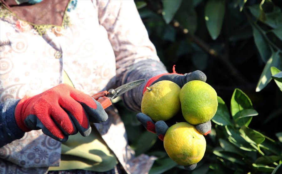 Mandalinada 10 Ayda 174 Milyon Dolarlık İhracat