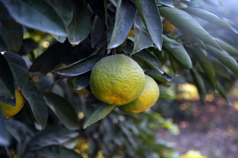 Mandalinada 10 Ayda 174 Milyon Dolarlık İhracat