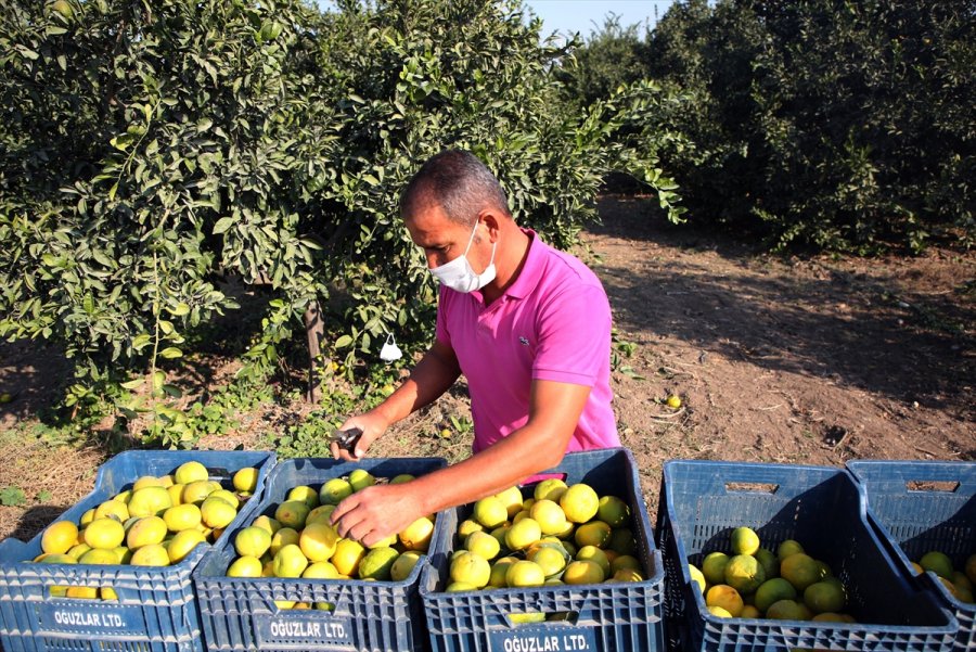 Mandalinada 10 Ayda 174 Milyon Dolarlık İhracat
