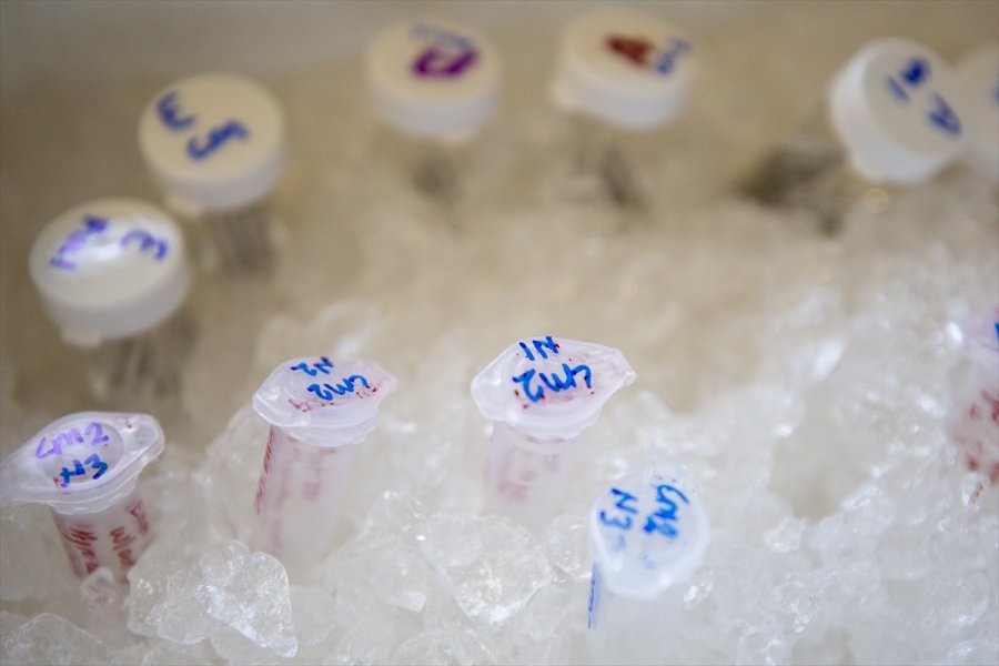 Kovid-19 Hastalarında Azalan Enzim, Yeşil Bitki Yapraklarında Üretildi