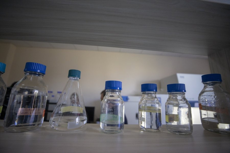 Kovid-19 Hastalarında Azalan Enzim, Yeşil Bitki Yapraklarında Üretildi