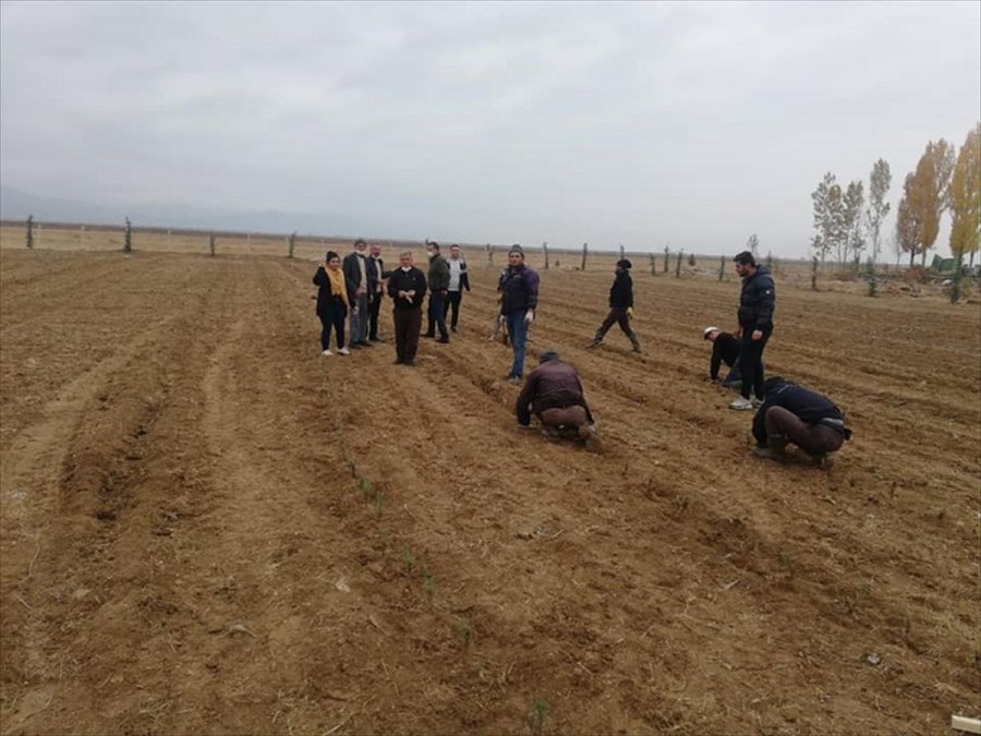 Yalıhüyük'e 8 Bin Lavanta Ekildi