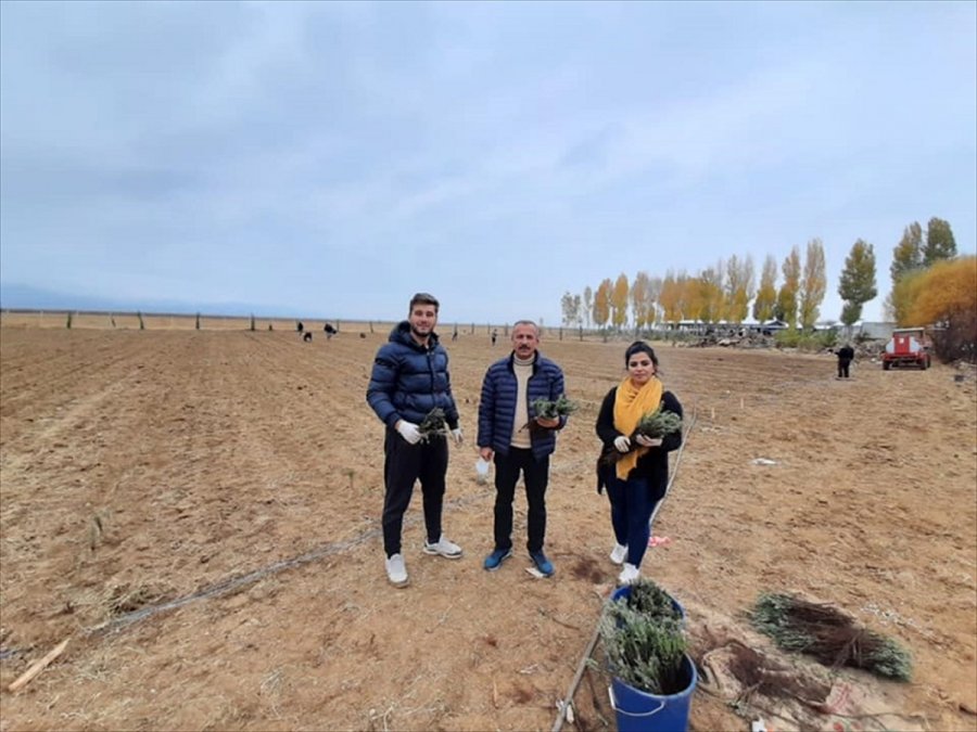 Yalıhüyük'e 8 Bin Lavanta Ekildi