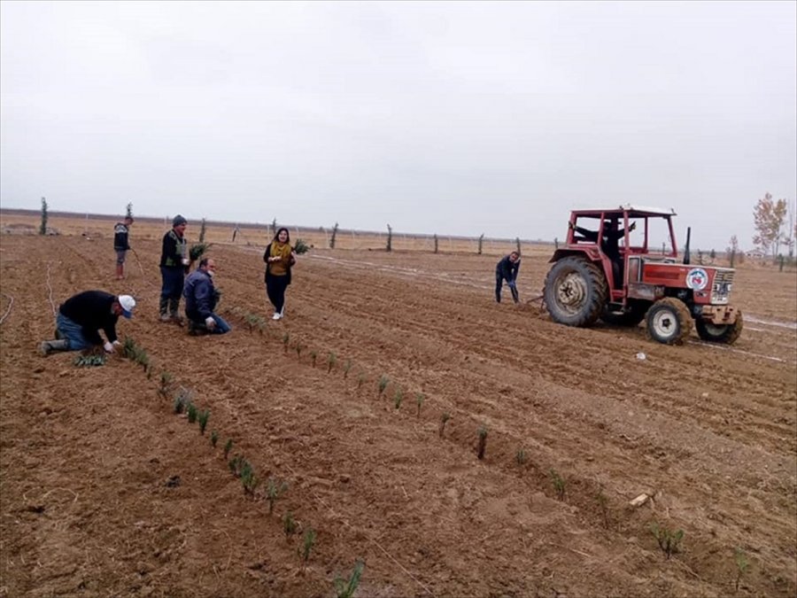 Yalıhüyük'e 8 Bin Lavanta Ekildi