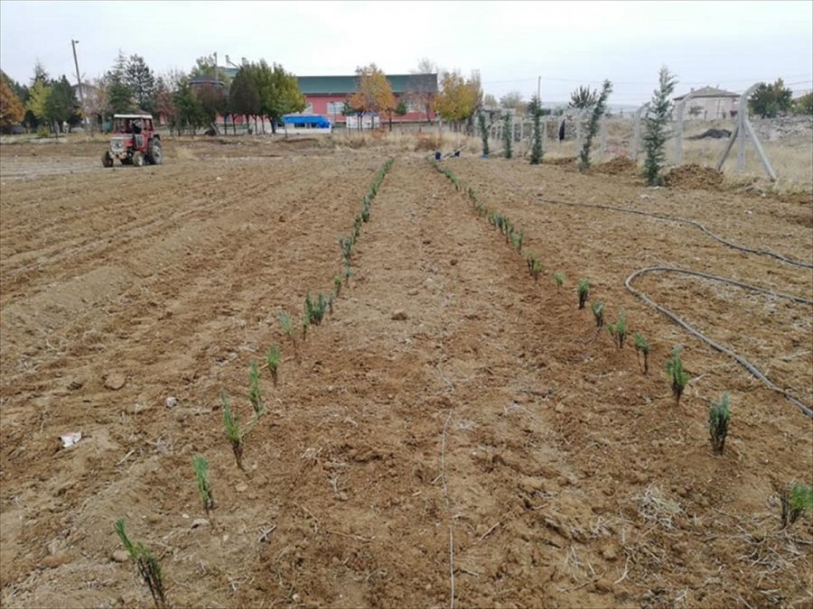 Yalıhüyük'e 8 Bin Lavanta Ekildi