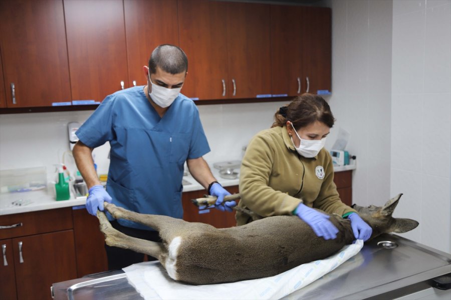 Yaralı Karaca Eskişehir Hayvanat Bahçesi'nde Tedavi Altına Alındı