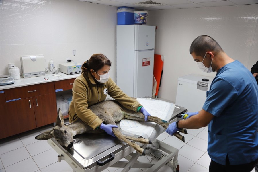 Yaralı Karaca Eskişehir Hayvanat Bahçesi'nde Tedavi Altına Alındı