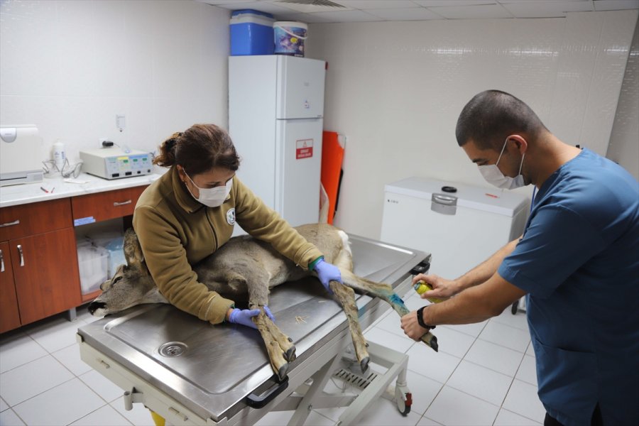 Yaralı Karaca Eskişehir Hayvanat Bahçesi'nde Tedavi Altına Alındı