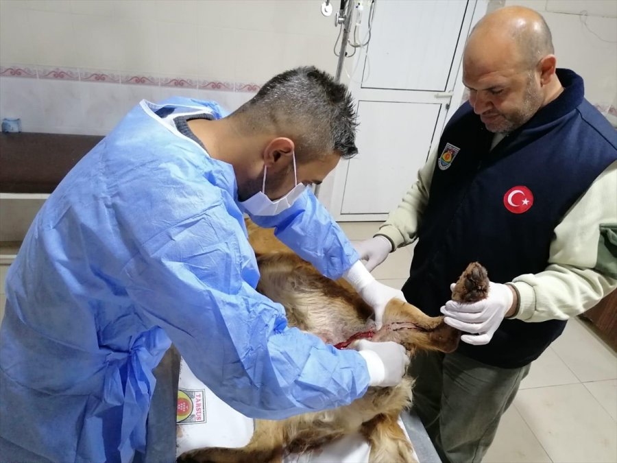 Mersin'de Tüfekle Vurulan Köpek Tedavi Altına Alındı