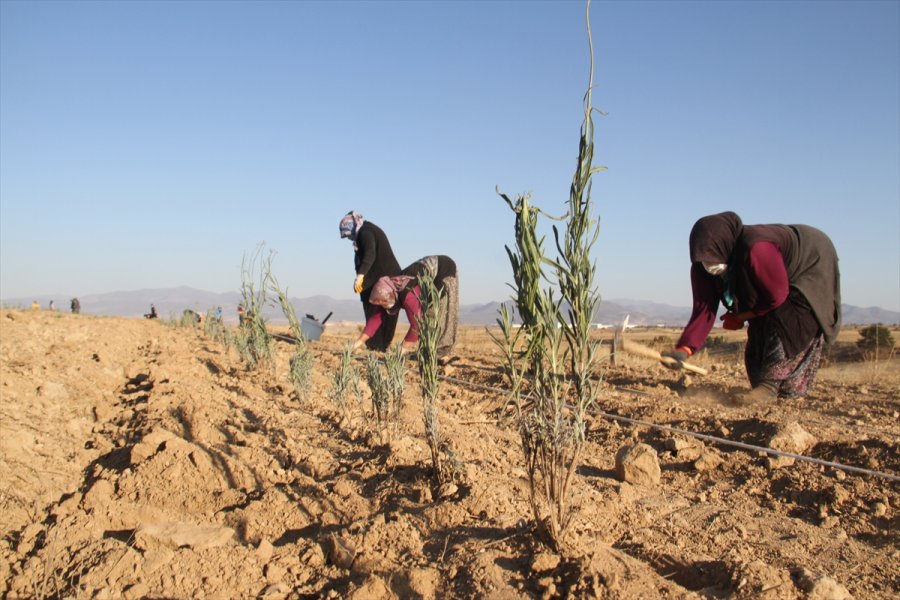 Konya'daki Ata Topraklarında Devasa Lavanta Bahçesi Kurdu