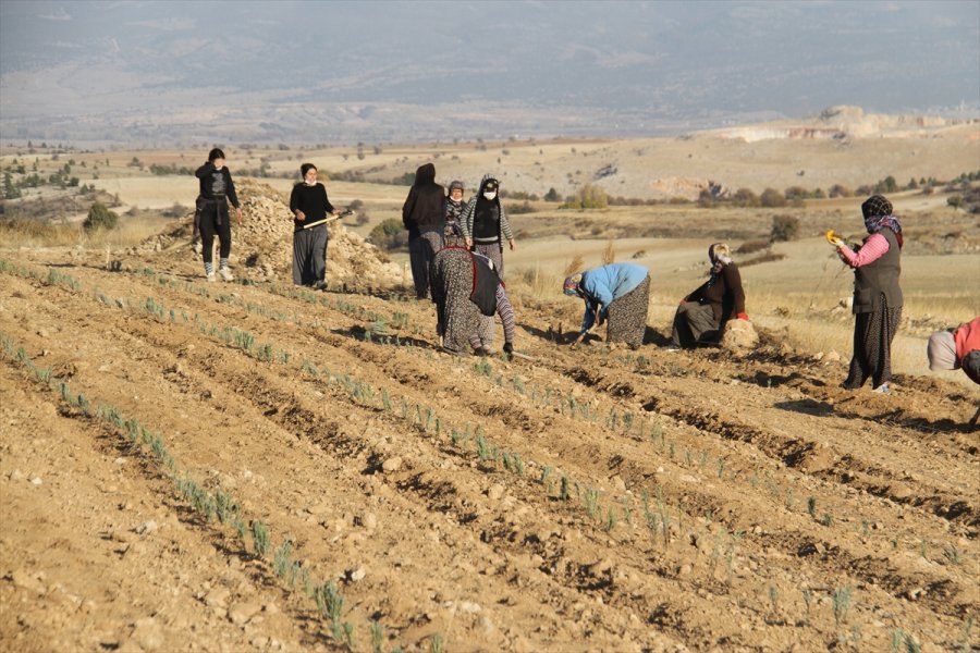 Konya'daki Ata Topraklarında Devasa Lavanta Bahçesi Kurdu