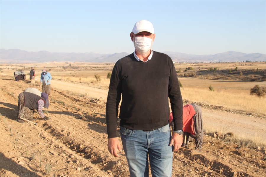 Konya'daki Ata Topraklarında Devasa Lavanta Bahçesi Kurdu