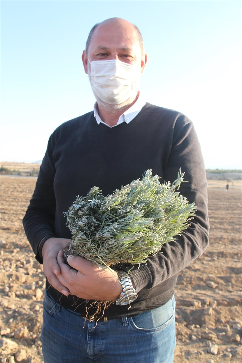 Konya'daki Ata Topraklarında Devasa Lavanta Bahçesi Kurdu