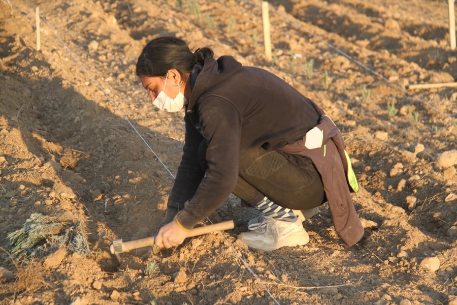 Konya'daki Ata Topraklarında Devasa Lavanta Bahçesi Kurdu