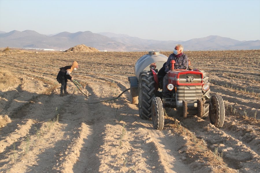 Konya'daki Ata Topraklarında Devasa Lavanta Bahçesi Kurdu