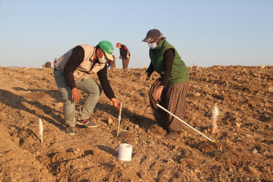 Konya'daki Ata Topraklarında Devasa Lavanta Bahçesi Kurdu