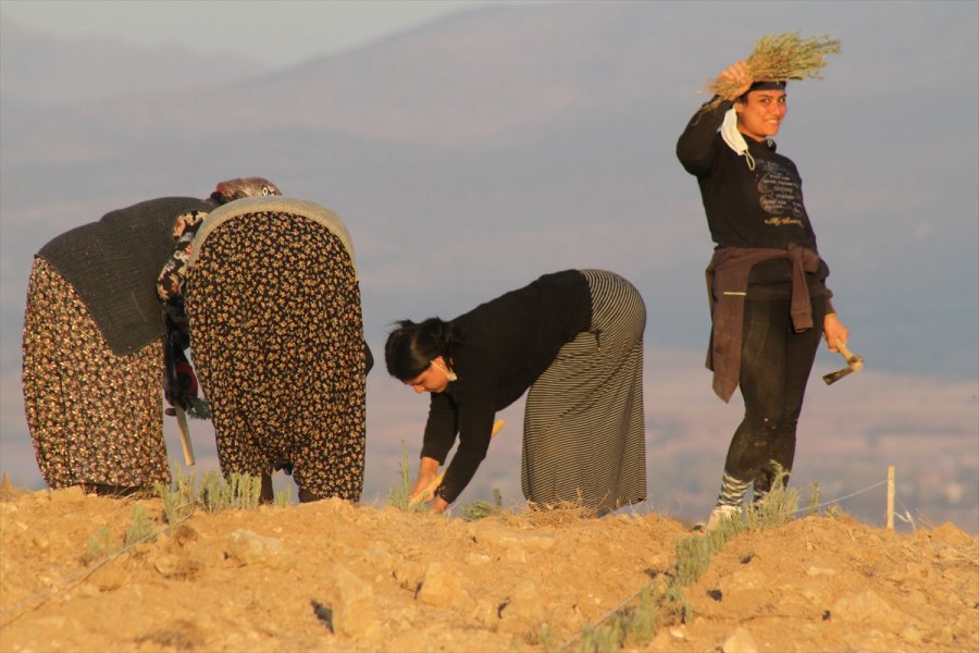 Konya'daki Ata Topraklarında Devasa Lavanta Bahçesi Kurdu