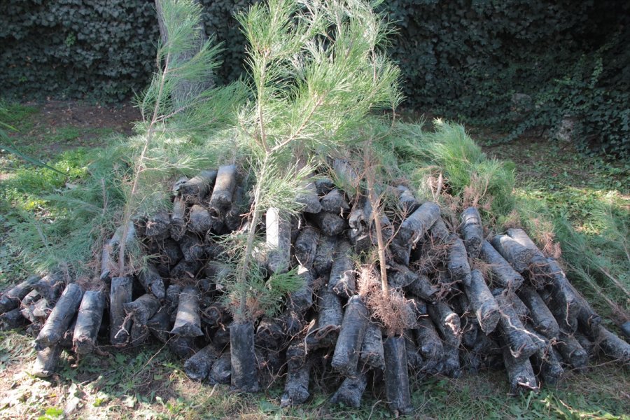 Beypazarı'nda 10 Bin Fidan Dağıtıldı