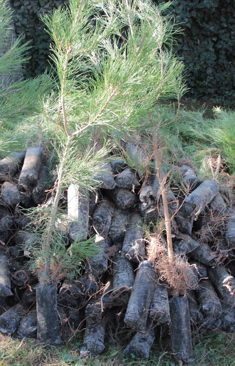 Beypazarı'nda 10 Bin Fidan Dağıtıldı