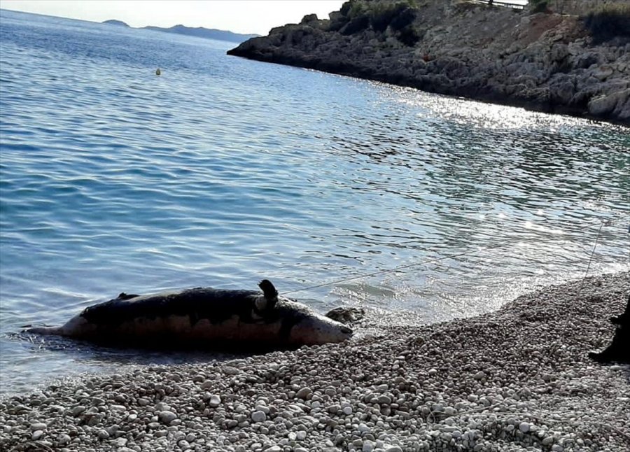 Antalya'da Sahile Fok Ölüsü Vurdu