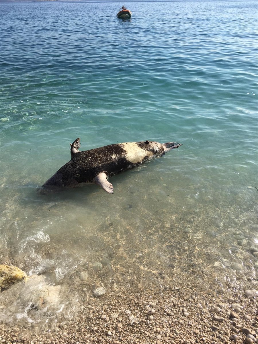 Antalya'da Sahile Fok Ölüsü Vurdu