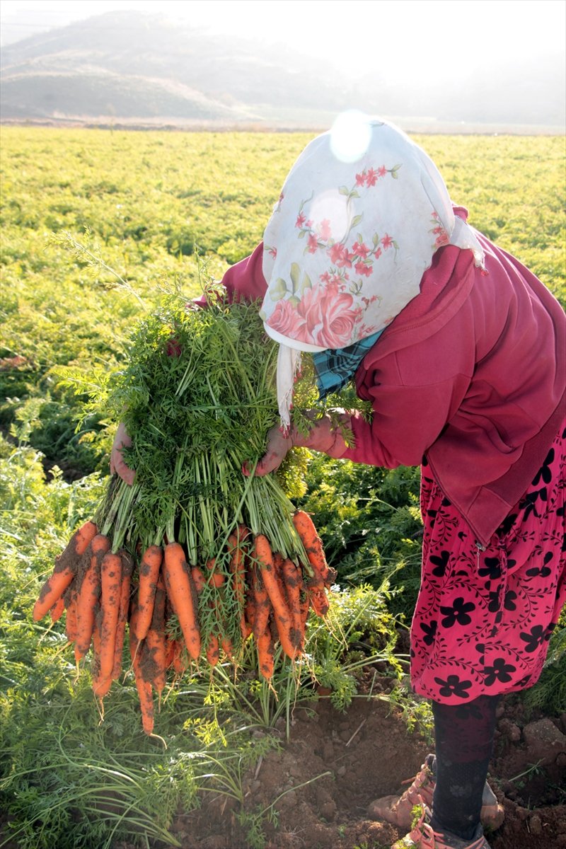 Beypazarı'nda Havuç Hasadı Devam Ediyor