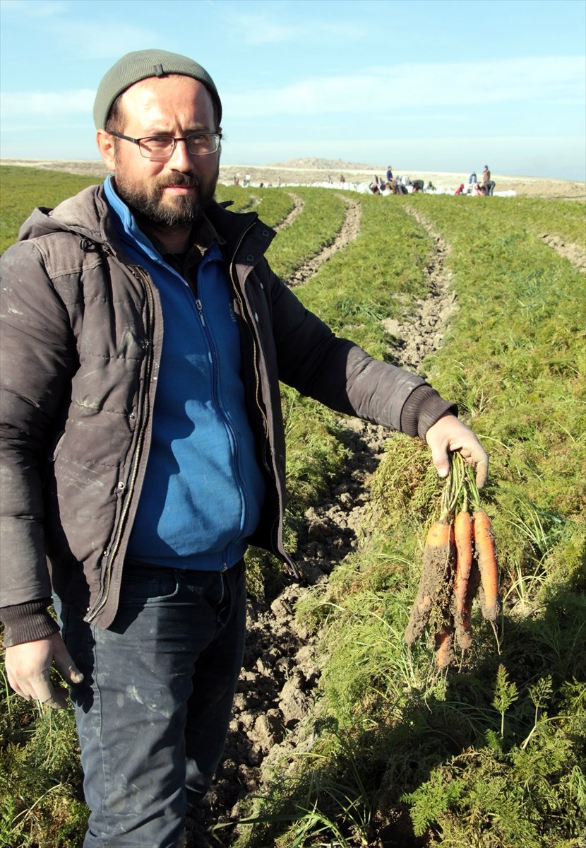 Beypazarı'nda Havuç Hasadı Devam Ediyor