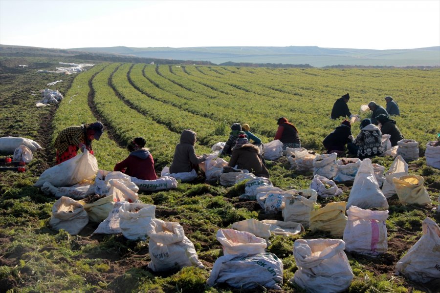 Beypazarı'nda Havuç Hasadı Devam Ediyor