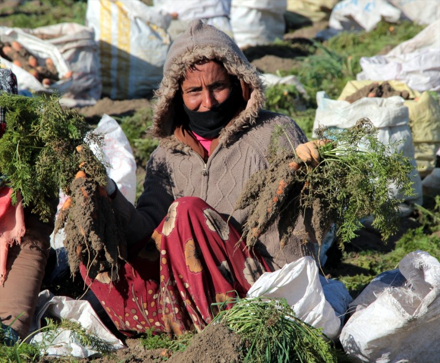 Beypazarı'nda Havuç Hasadı Devam Ediyor
