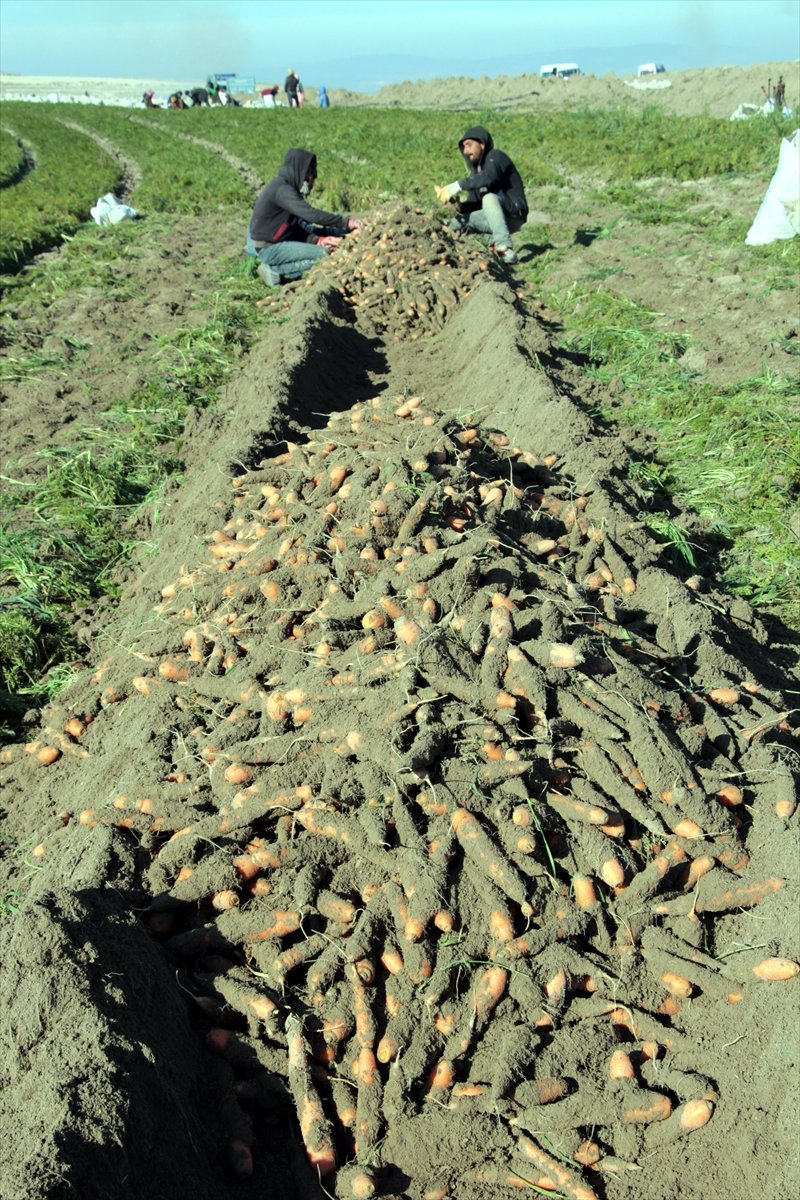 Beypazarı'nda Havuç Hasadı Devam Ediyor