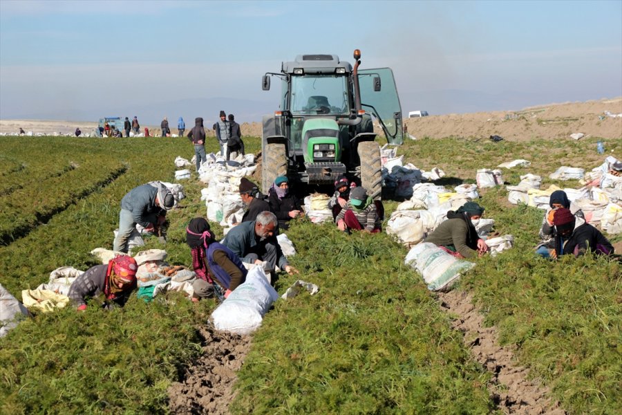 Beypazarı'nda Havuç Hasadı Devam Ediyor