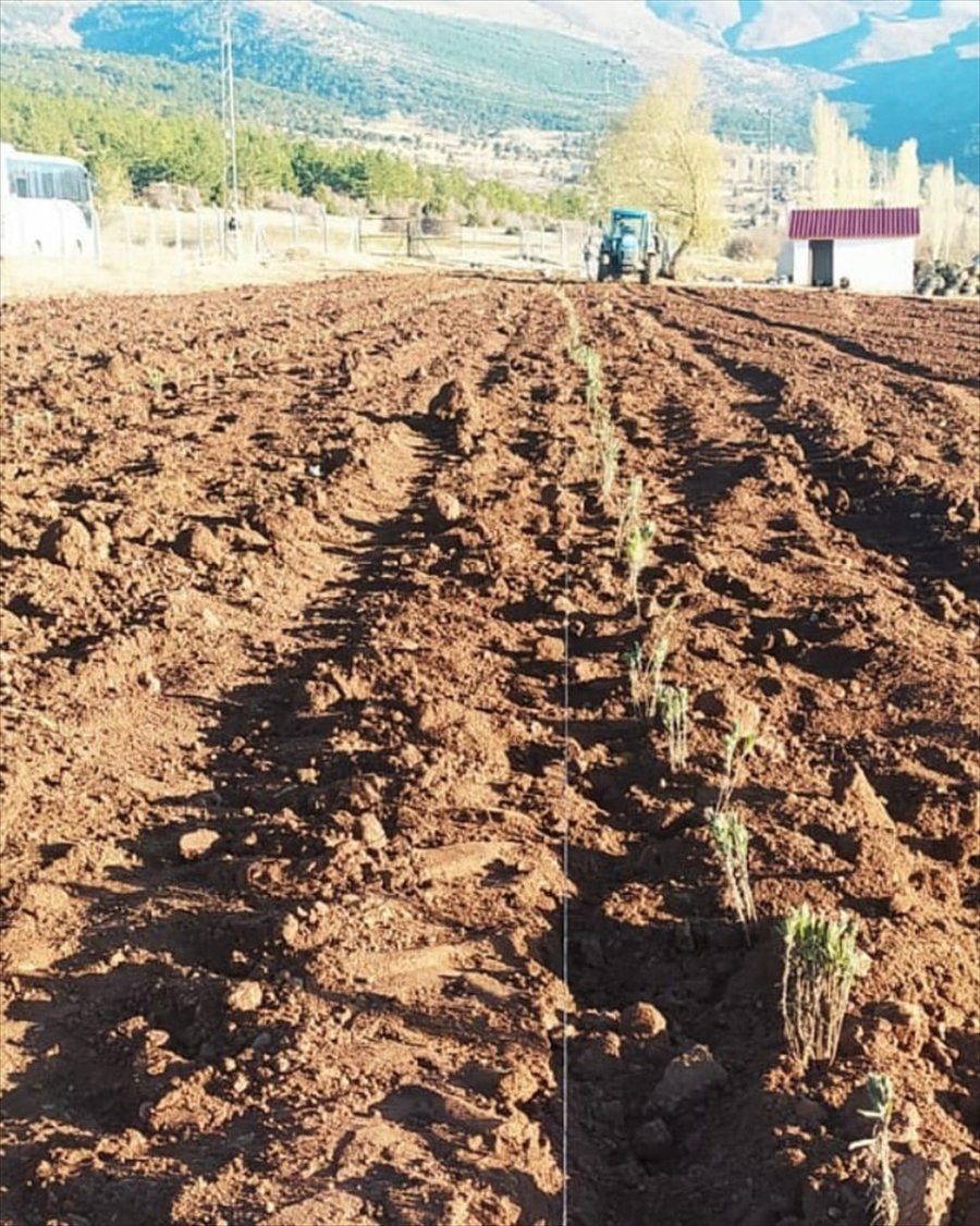 Derbent Lavanta Kokacak