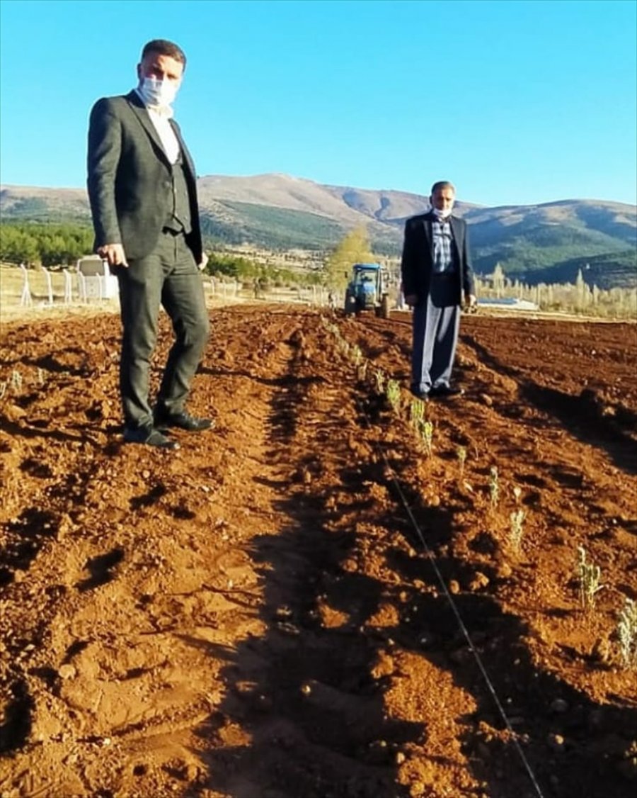 Derbent Lavanta Kokacak