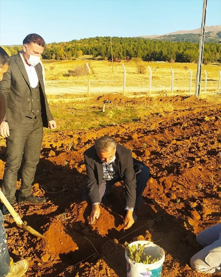 Derbent Lavanta Kokacak